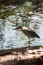 Striated Heron 1-2 Royalty Free Stock Photo