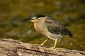 Striated heron or green backed heron close up sitting on tree trunk extremely sharp and close image clicked in keoladeo bharatpur Royalty Free Stock Photo