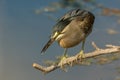 Striated heron or green backed heron in hunting position close up extremely sharp and close image from keoladeo national park Royalty Free Stock Photo