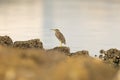 Striated Heron or little heron or mangrove heron Royalty Free Stock Photo