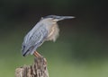 Striated Heron Perched on a Stump - Panama