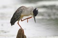 Striated Heron Scratching its Head - Panama