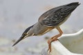 Striated Heron Stalking its Prey From a Boat - Panama