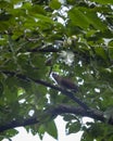 Striated laughingthrush or Garrulax striatus bird closeup perched on tree branch in natural green background in foothills of