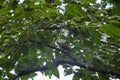 Striated laughingthrush or Garrulax striatus bird closeup perched on tree branch in natural green background in foothills of