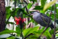 Striated Mangrove Heron Royalty Free Stock Photo