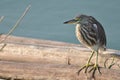 A Striated Mangrove Heron (Butorides Striata) also known as Mang