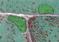 Striated muscle fiber mitochondria
