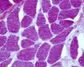 Striated muscle fiber. Myofibrils Royalty Free Stock Photo