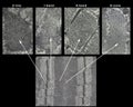 Striated muscle fiber sarcomere