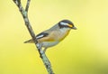 Striated Pardalote (Pardalotus striatus) close up with isolated background. Royalty Free Stock Photo