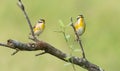 Striated Pardalote (Pardalotus striatus) colorful pair of small birds. Royalty Free Stock Photo