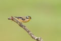 Striated Pardalote (Pardalotus striatus) perched with an isolated background. Royalty Free Stock Photo