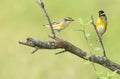 Striated Pardalote (Pardalotus striatus pair of birds perching. Royalty Free Stock Photo