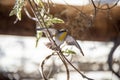 Striated Pardalote