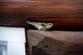 Striated Pardalote Royalty Free Stock Photo