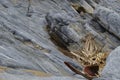 Striated Rocks in Palm Canyon