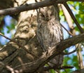 Striated scops owl (Otus brucei) Royalty Free Stock Photo