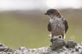 Striated swallow