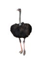 Strich,with clipping path,Rhea is classified as vertebrates. The birds are the largest in the world. Native