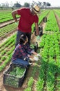 Strict African American farm owner controlling work of peruvian woman