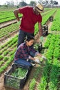 Strict African American farm owner controlling work of peruvian woman