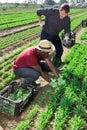 Strict farmer controlling work of african american worker