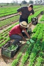 Strict farmer controlling work of african american worker