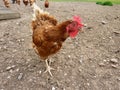 Striding farmyard hen