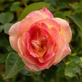 Strike It Rich Grandiflora Rose in Bloom Royalty Free Stock Photo