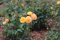 Strike It Rich rose bushes with four blooming yellow and pink tinged flowers at Boerner Botanical Gardens