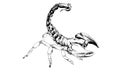 Striker Scorpion with a poisonous sting drawn in ink by hand