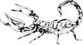 Striker Scorpion with a poisonous sting drawn in ink by hand on a white background