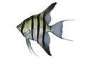 Striking angelfish with black vertical stripes against white background Royalty Free Stock Photo