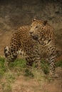 Striking appearance Of Leopard Royalty Free Stock Photo