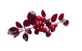 A striking arrangement of red berries with dark leaves, set against a white background for a dramatic effect. Isolated