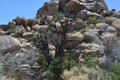 Barren Tree Stands Among Rocky Landscape Under a Bright Blue Sky in a Serene Desert Setting Royalty Free Stock Photo