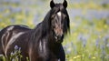 A striking black horse with glossy coat and piercing eyes, standing in a field of wildflowers Royalty Free Stock Photo