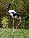 Striking Black Necked Stork