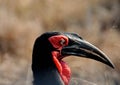 The striking black and red colours of a southern ground hornbill