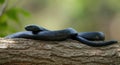 Majestic black snake in nature setting on tree branch under soft sunlight Royalty Free Stock Photo