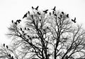 Silhouetted flock of birds perched and flying in bare tree branches isolated on white background Royalty Free Stock Photo