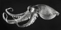 A striking black and white image of an octopus. Perfect for marine themed designs Royalty Free Stock Photo