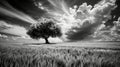 This striking black and white image shows a solitary tree in the vast wheat fields of La Mancha, Castilla la Mancha Royalty Free Stock Photo