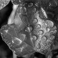 Nature's Jewels: Black and White Macro of Water-Drenched Leaf