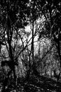Dense Forest Canopy in Black and White Royalty Free Stock Photo