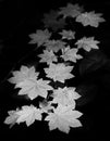 a greyscale shot of a maple vine