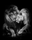 Striking black and white photograph of two majestic lions embracing one another