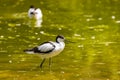 A striking black and white plumaged avocet as a gull bird Royalty Free Stock Photo