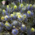 The Striking blue Eryngium Jos Eijking - Sea Holly